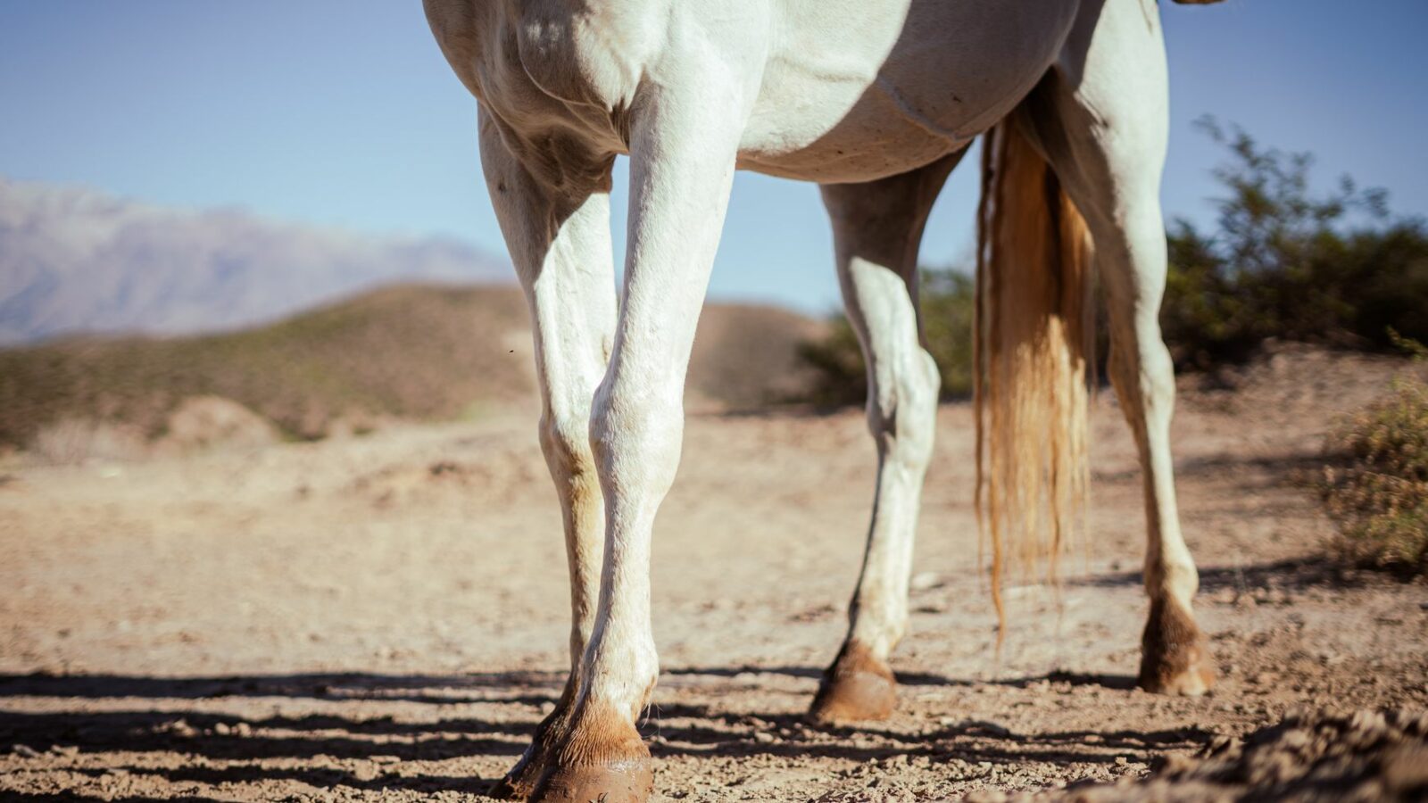 Les tendons et l&rsquo;appareil locomoteur du cheval