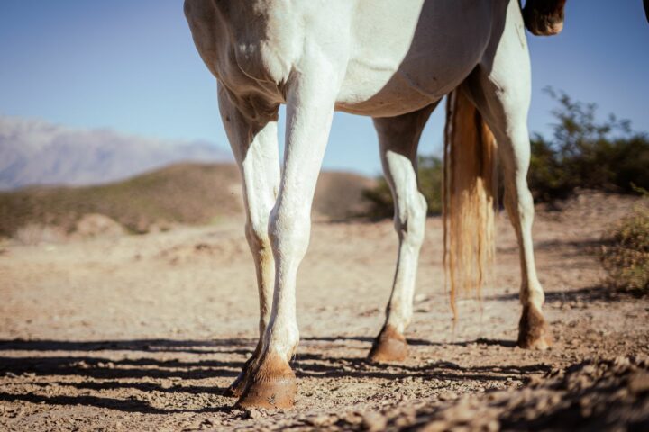 Les tendons et l&rsquo;appareil locomoteur du cheval