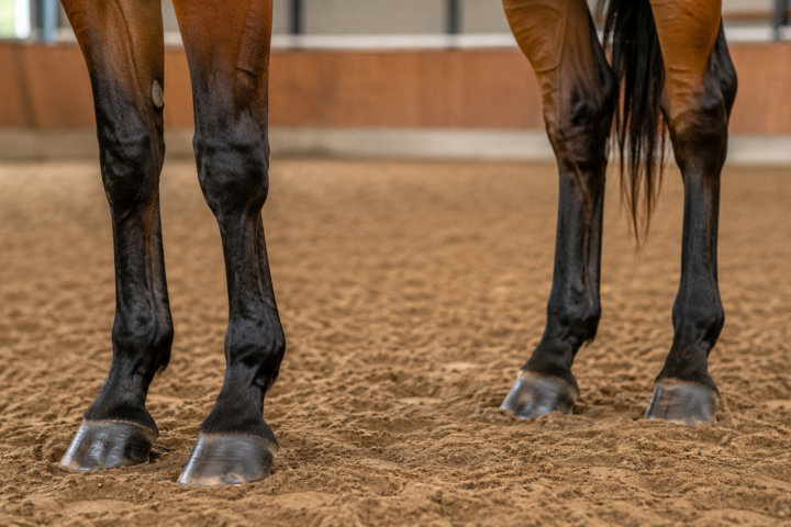 Les tendons et l&rsquo;appareil locomoteur du cheval