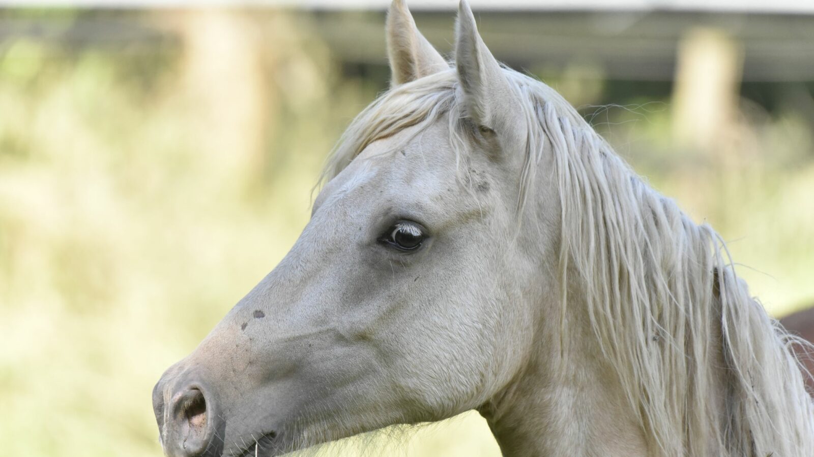Les parties de la tête du cheval