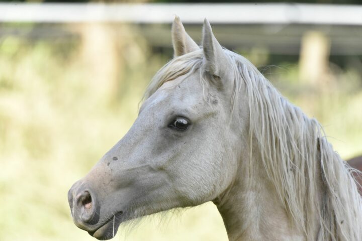 Les parties de la tête du cheval
