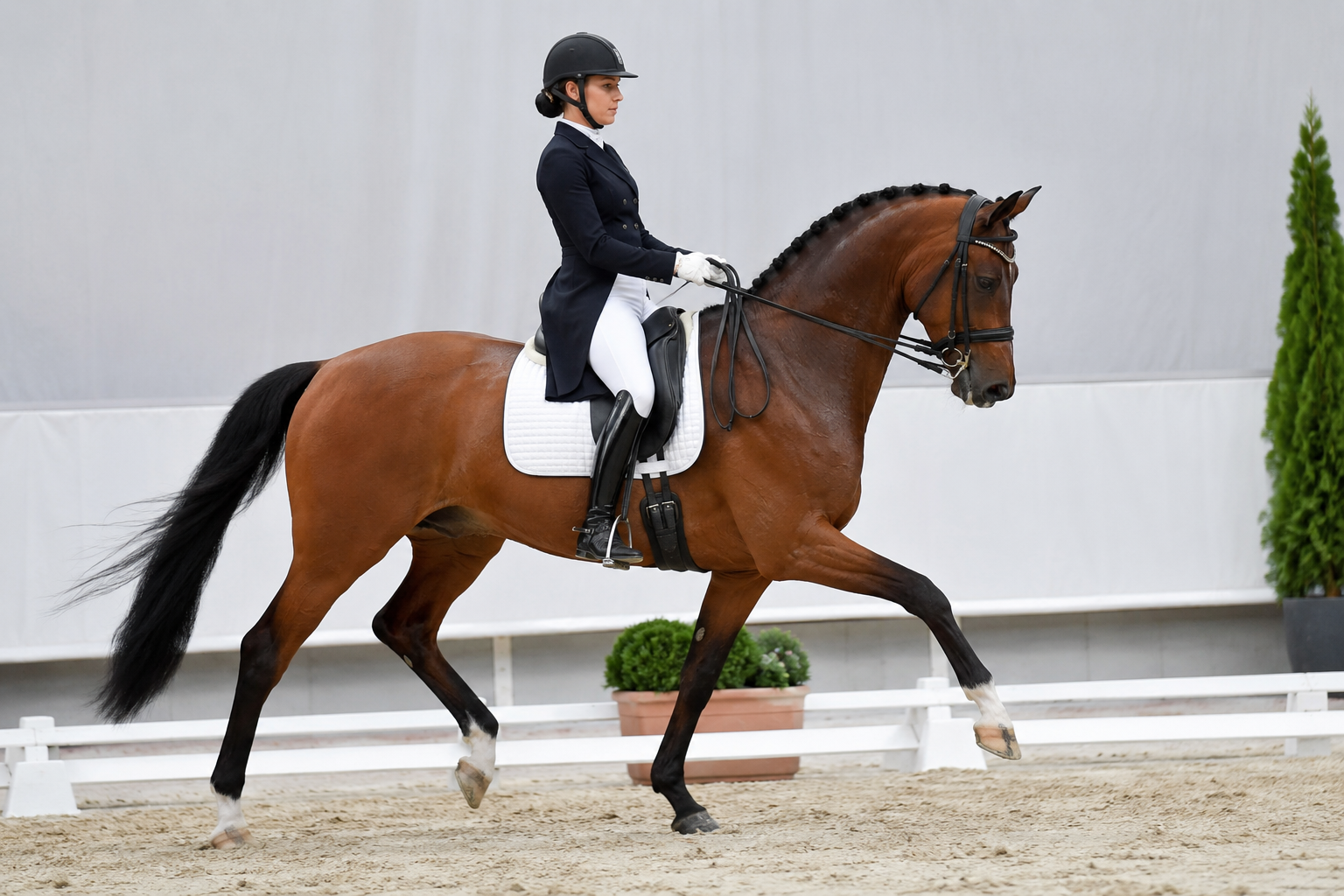 Cheval Trakehner bai monté en dressage de haut niveau