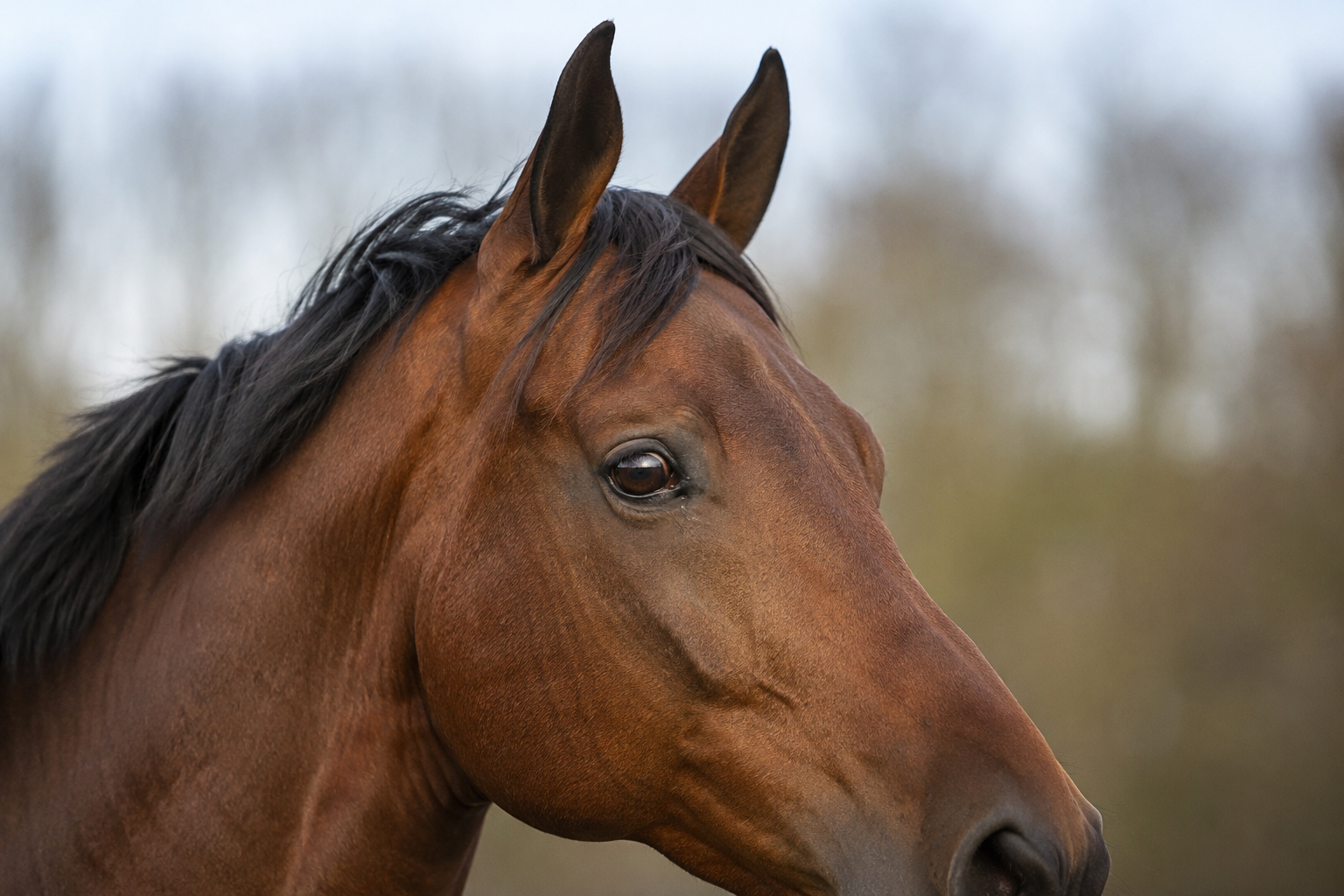 Portrait d'un cheval Trakehner bai à la tête fine