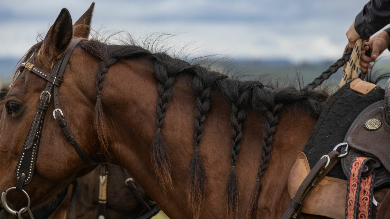 Tresser son cheval pour la compétition
