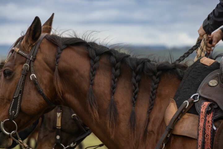 Tresser son cheval pour la compétition
