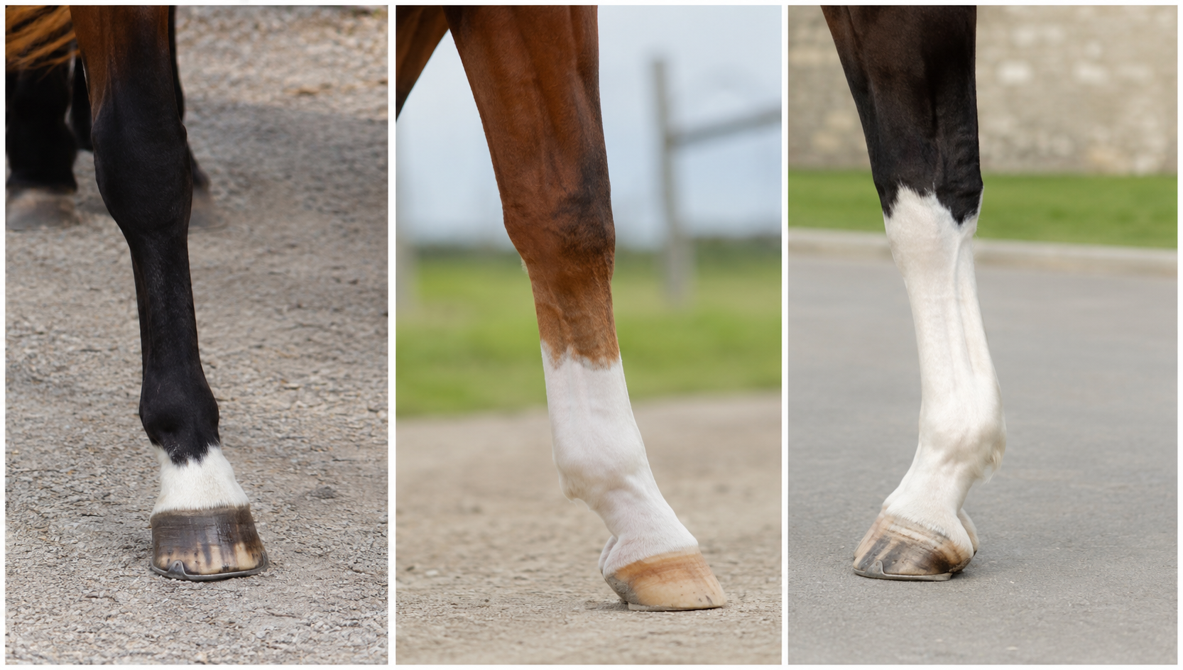 Trois chevaux avec des balzanes de hauteurs différentes sur les membres
