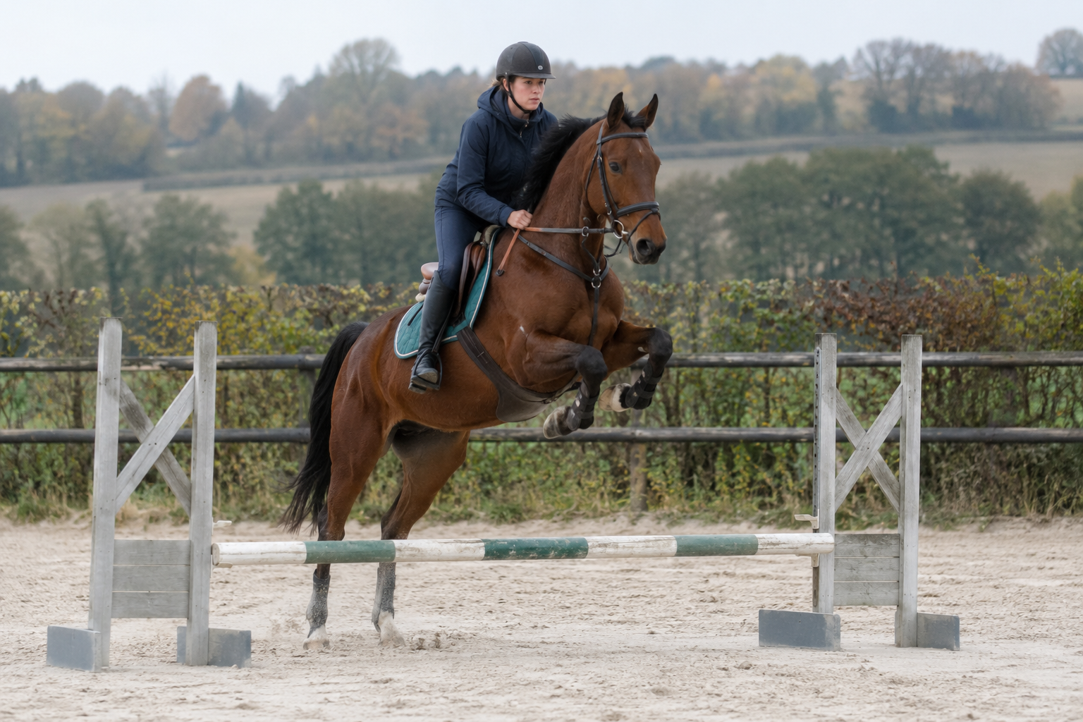 Trotteur Français bai reconverti monté à l'obstacle
