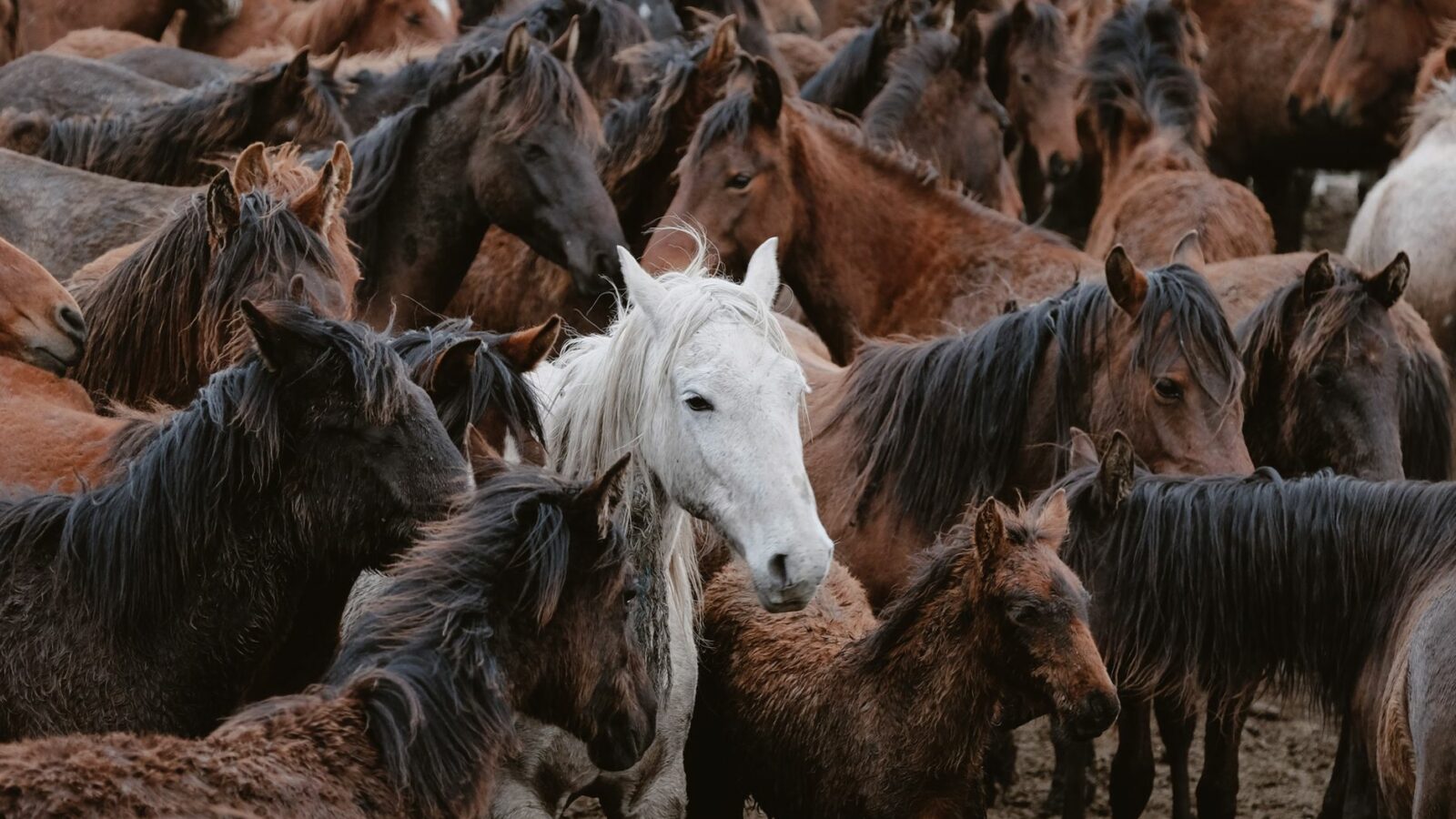 La vie du cheval en troupeau