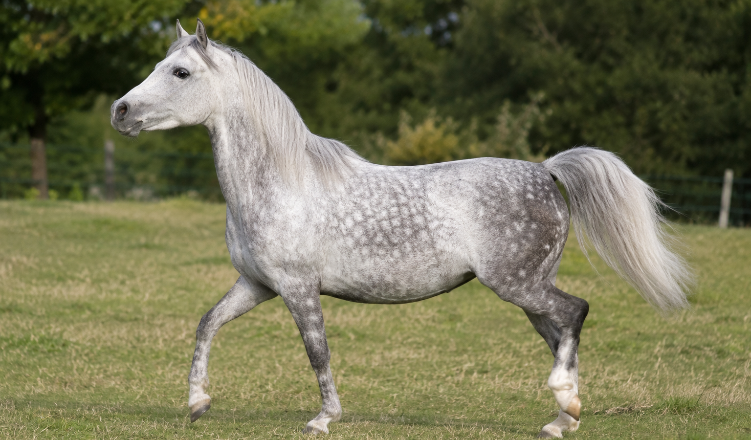 Le poney Welsh