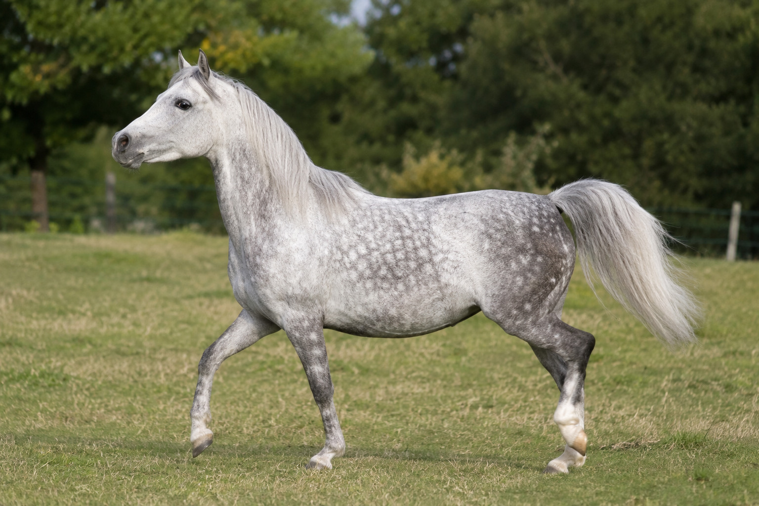 Poney Welsh
