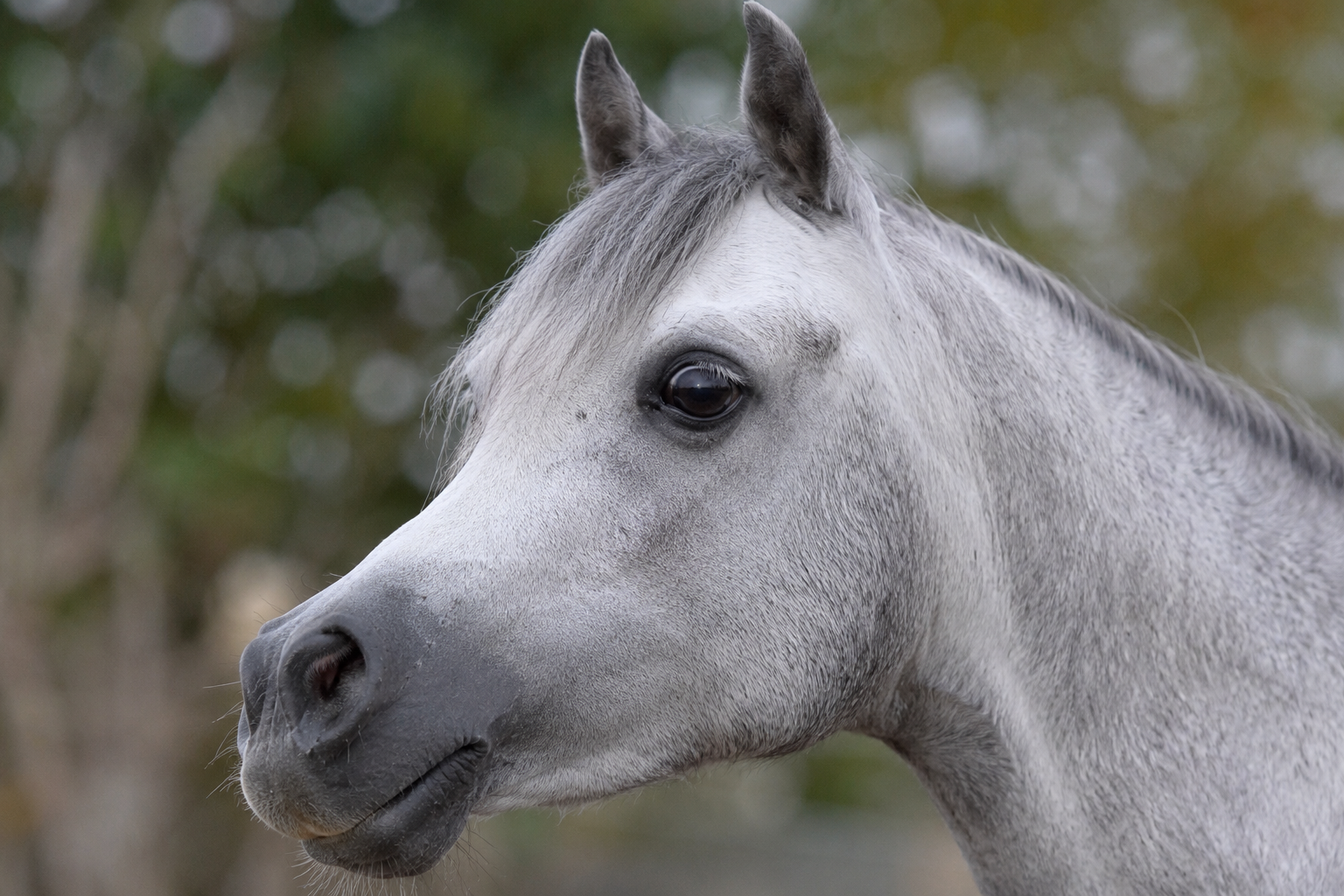 Gros plan de la tête fine d'un poney Welsh gris, type arabe