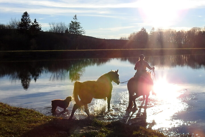 Wild Wide Ranch