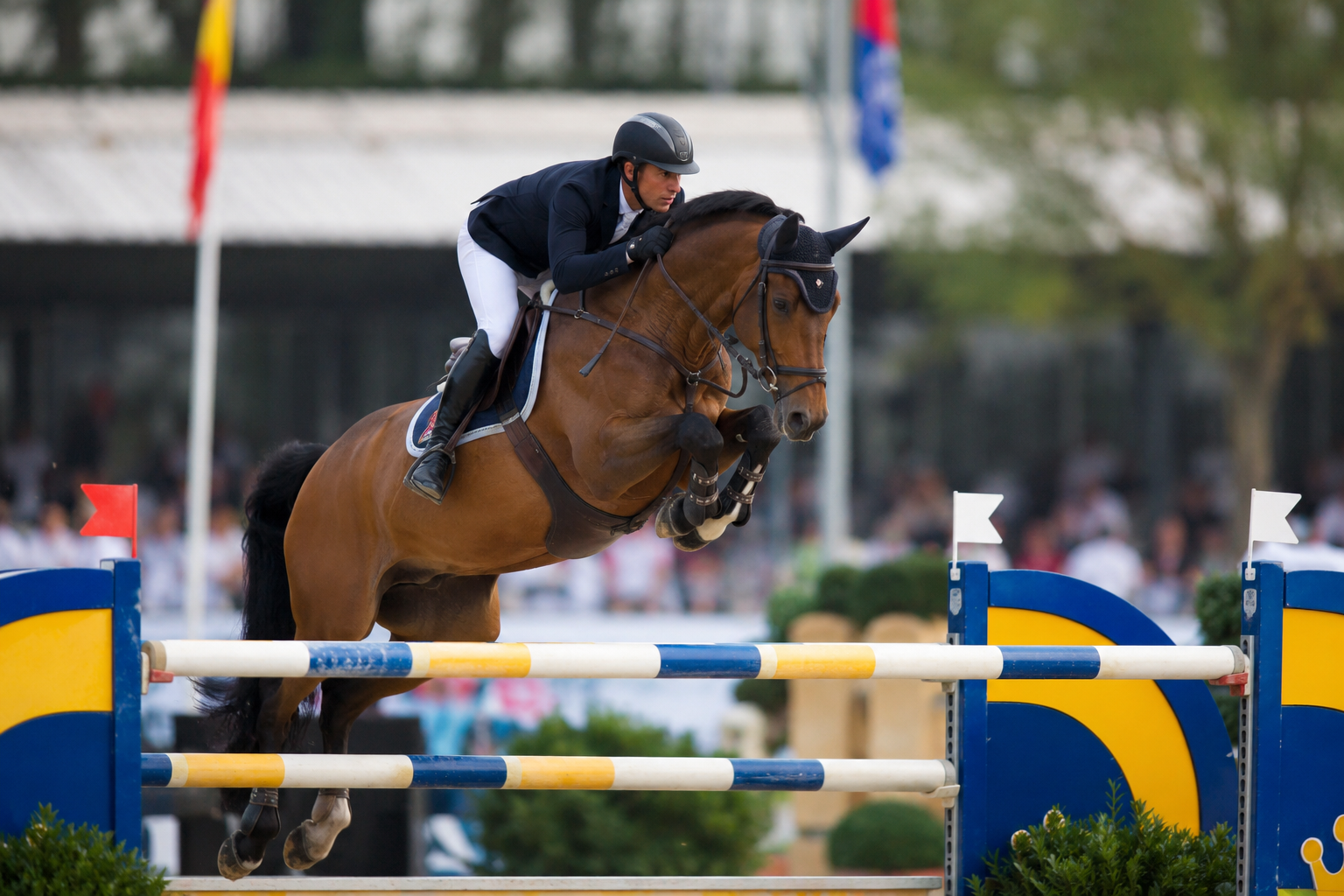 Cheval Zangersheide bai franchissant un oxer en concours de saut