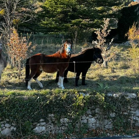 La Mini Ferme du Ventoux — Écuries de Bacchus