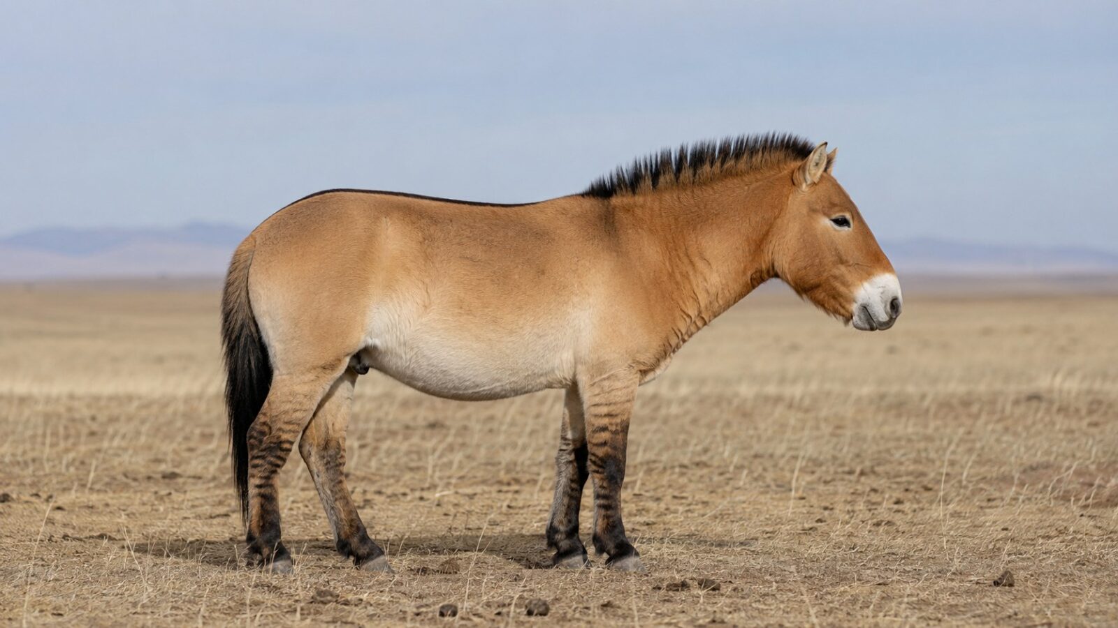 Le cheval de Przewalski