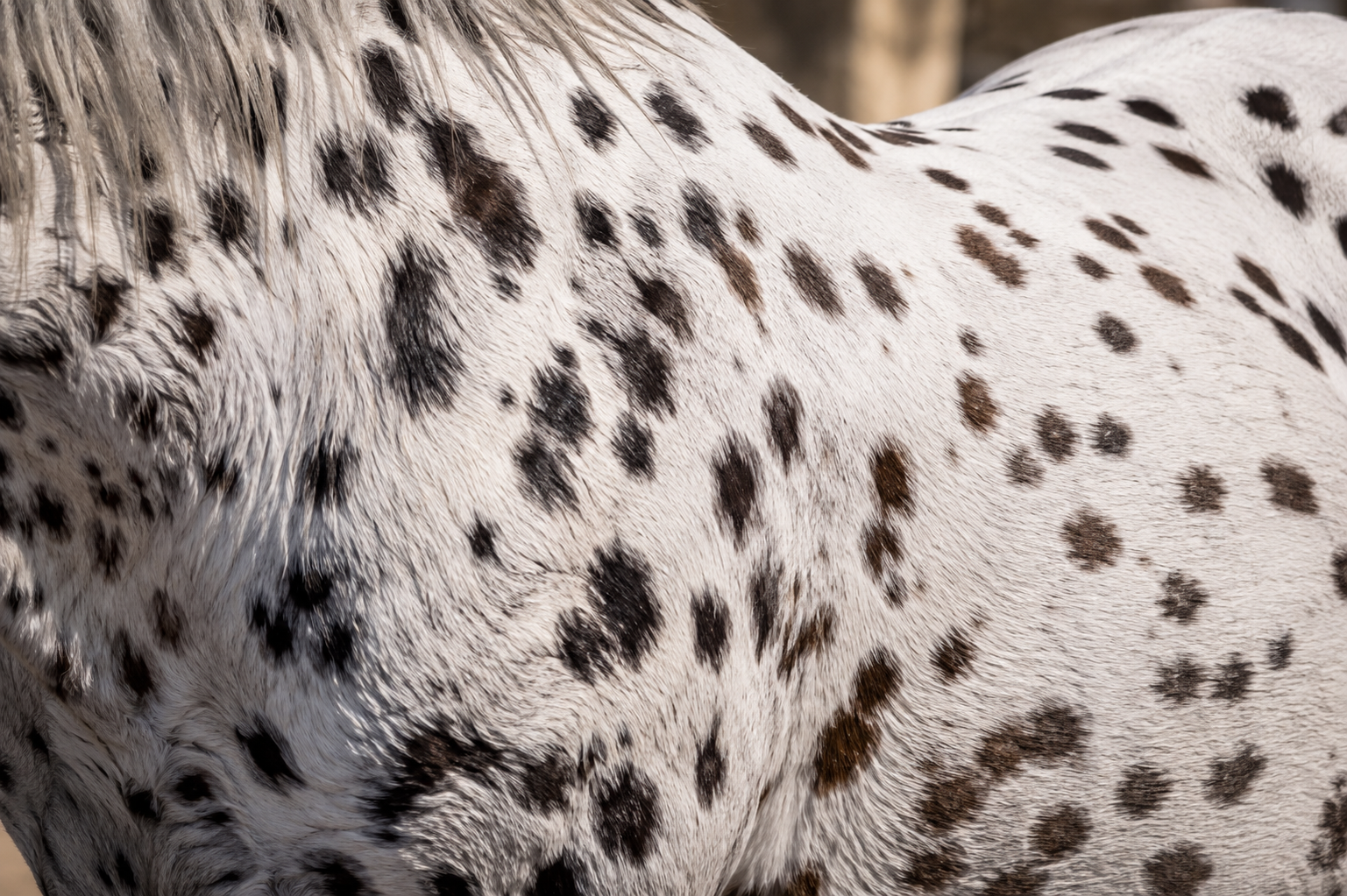 Gros plan sur la robe leopard tachetee d un cheval Knabstrup