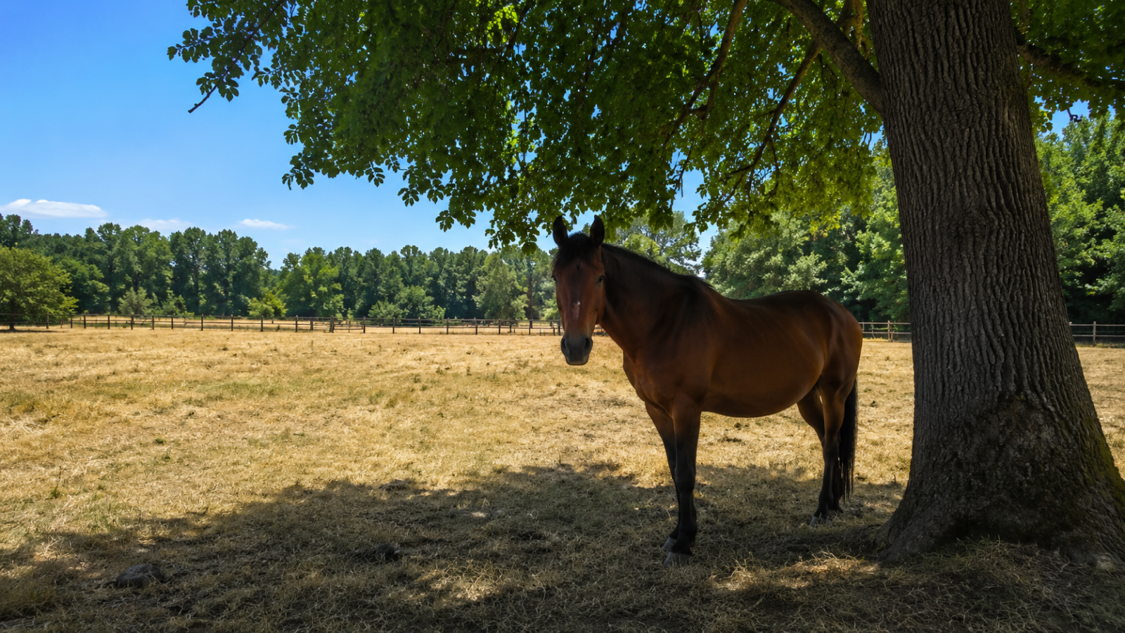 Protéger son cheval des fortes chaleurs