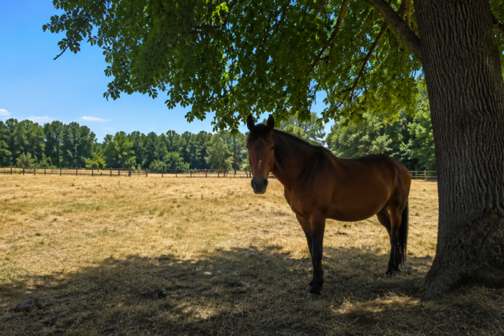 Protéger son cheval des fortes chaleurs