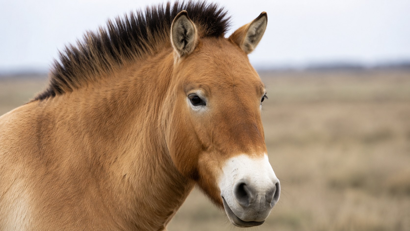 Tete de cheval de Przewalski montrant sa criniere dressee en brosse sans toupet