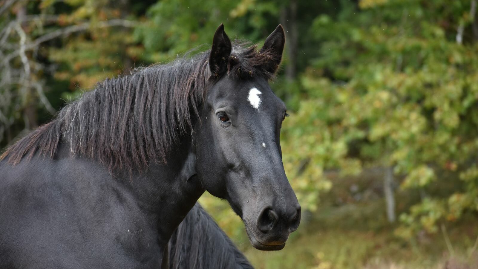 Le Tennessee Walker