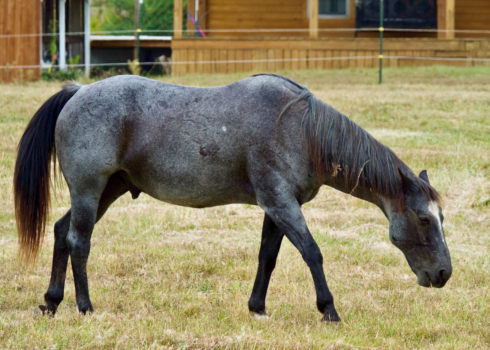 Tennessee Walker en robe rouan de profil entier dans un pre