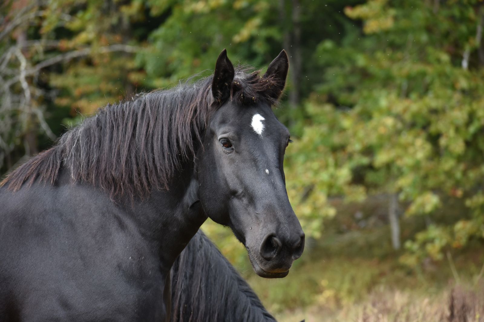 Tennessee Walker