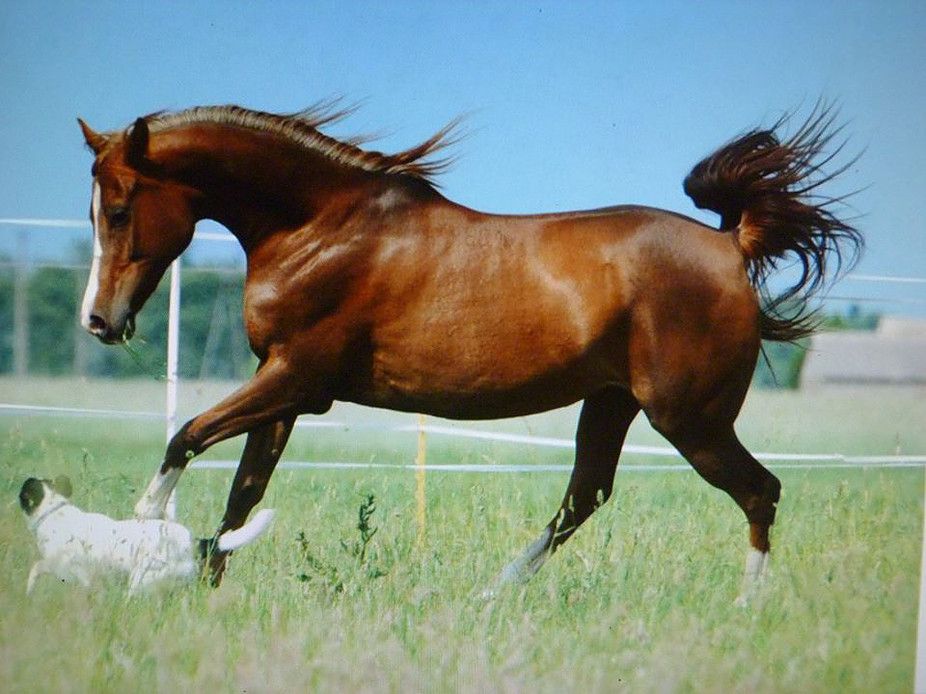 Les Chevaux du Causse