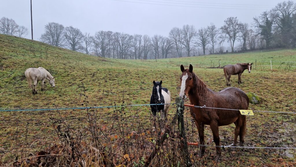 Ferme Équestre Cheval Découverte