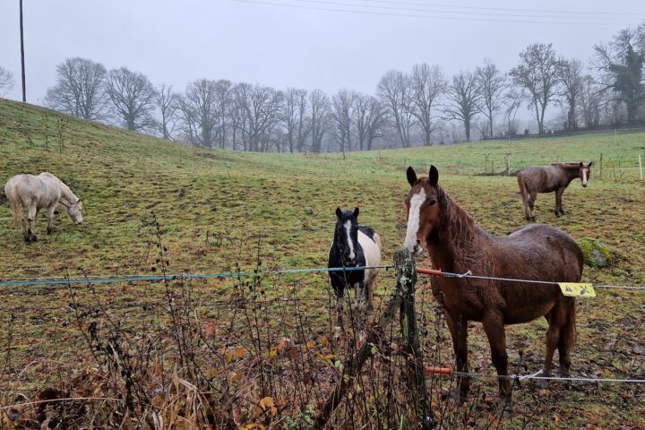 Ferme Équestre Cheval Découverte