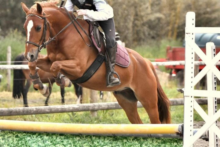Lannion Equitation