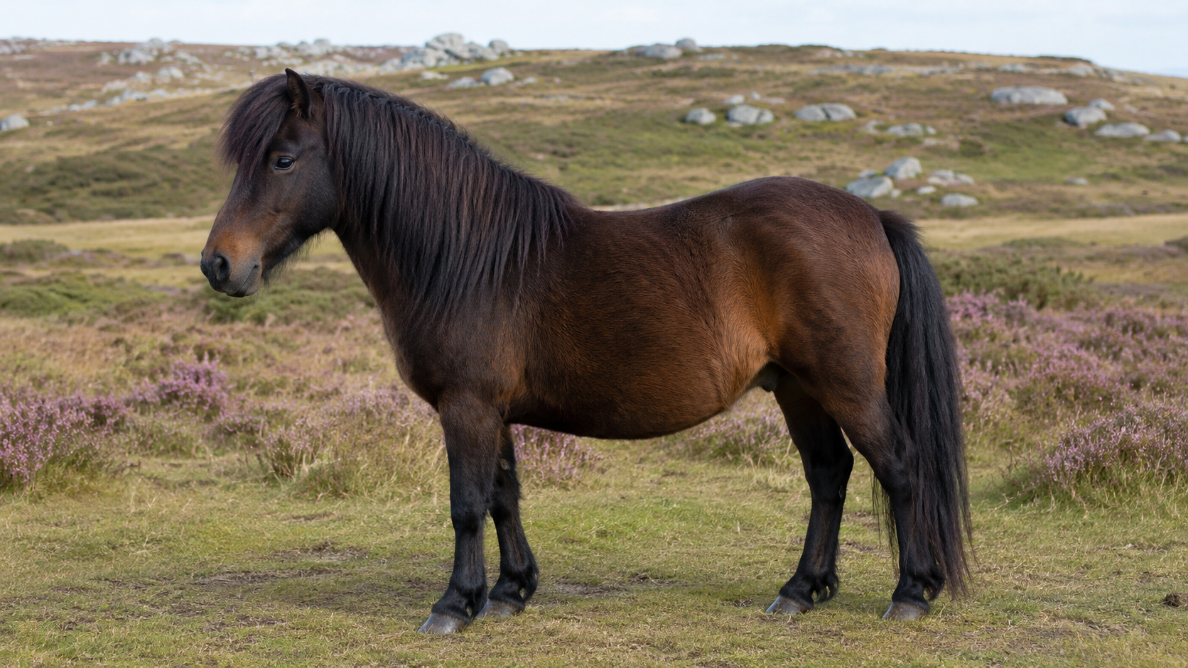 Poney Dartmoor