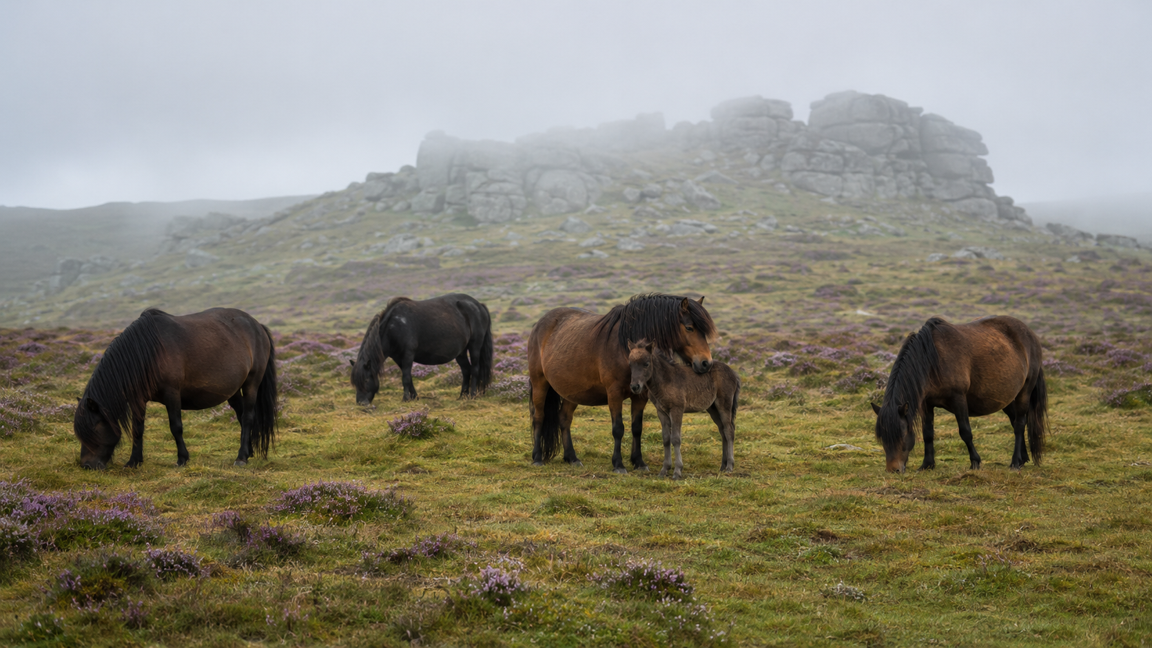 Troupeau de poneys Dartmoor en semi-liberté sur la lande granitique du Devon