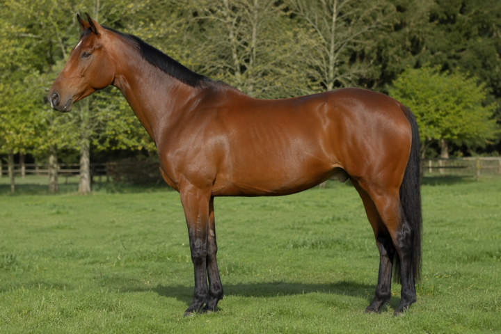 La taille au garrot et le poids du cheval