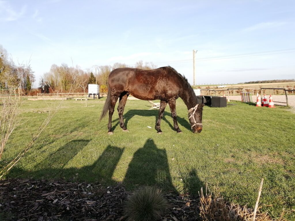 Champ à Cheval