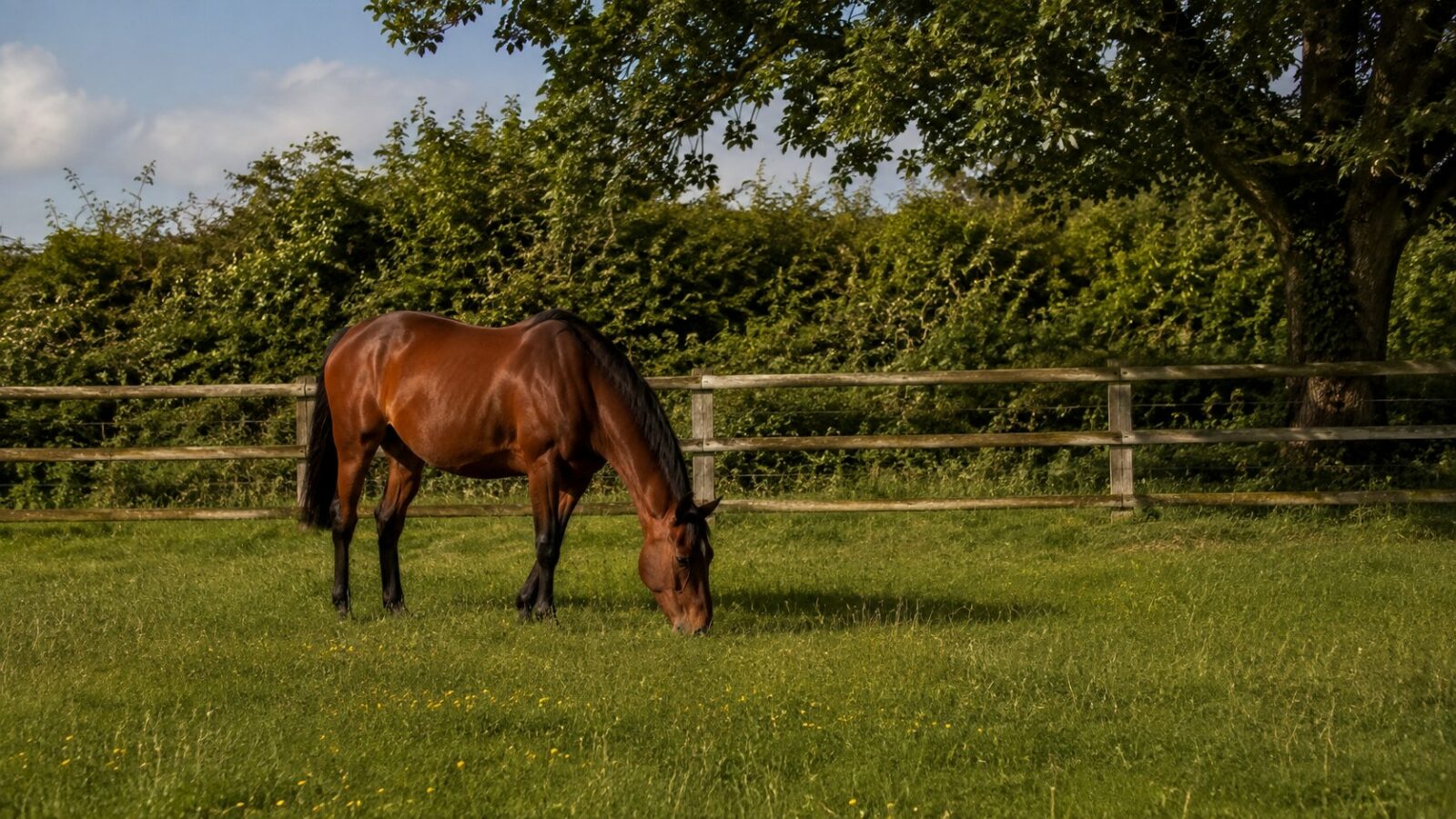 Les plantes toxiques pour le cheval