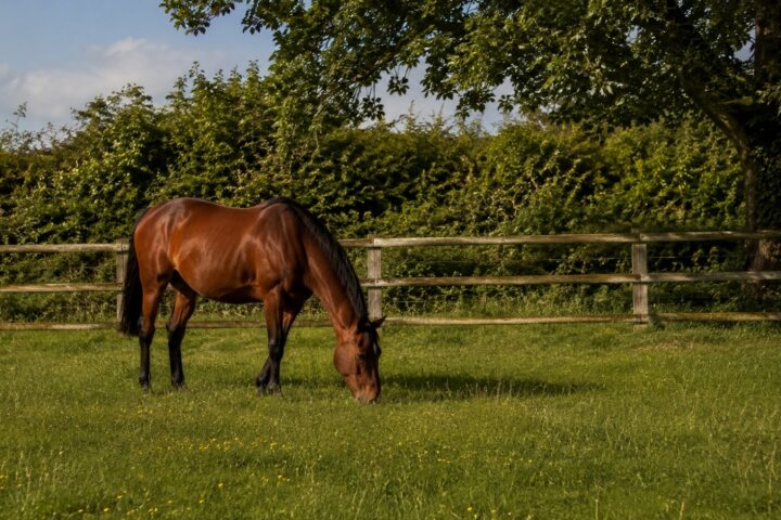 Les plantes toxiques pour le cheval