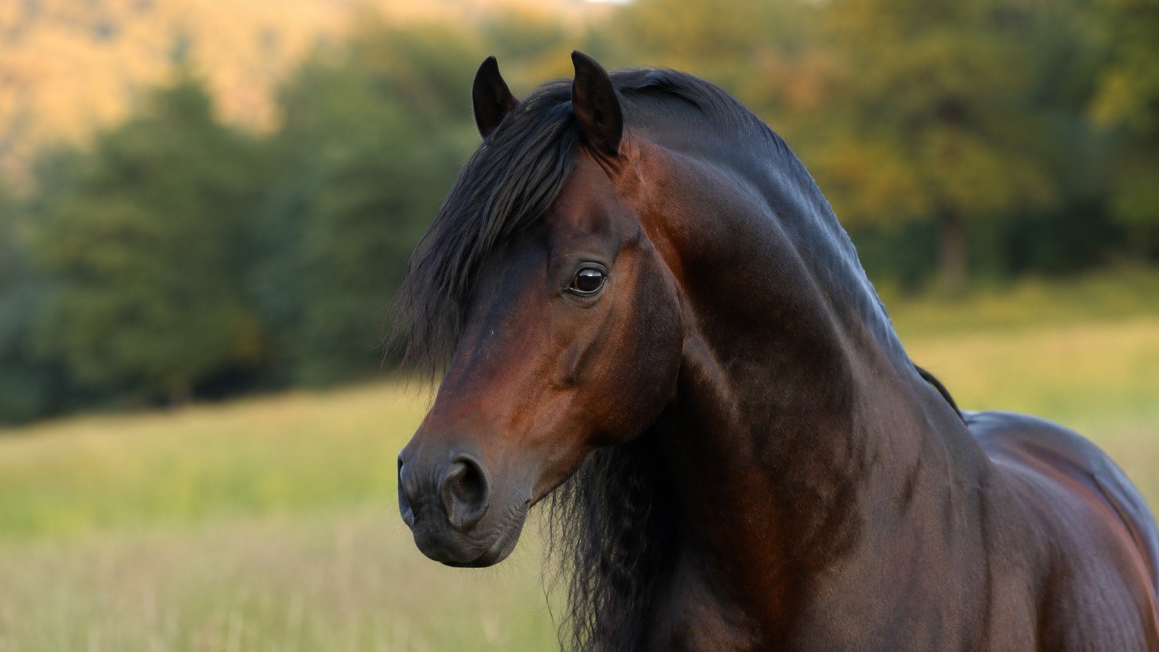 Cheval Morgan