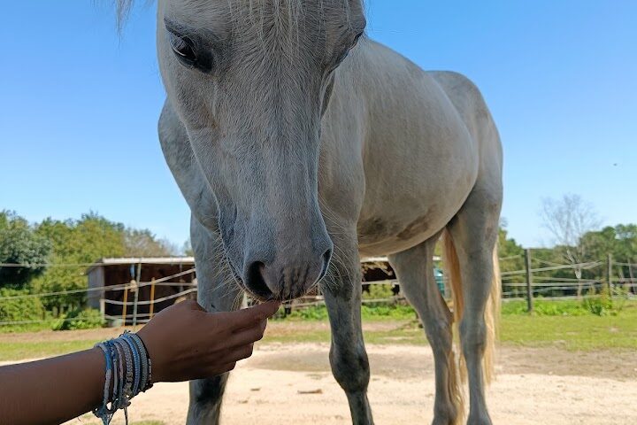 Les Chevaux de Cojoux