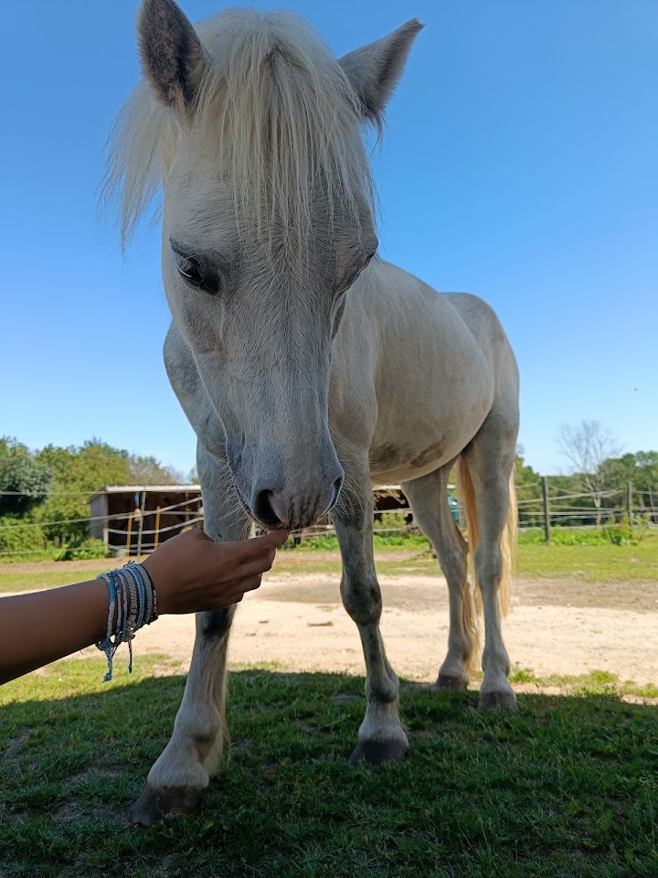 Les Chevaux de Cojoux
