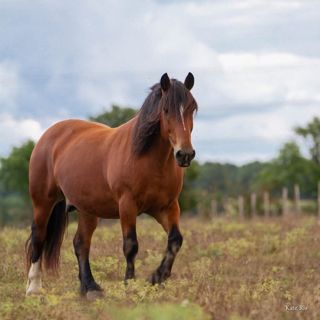 Haras de la Salmonière