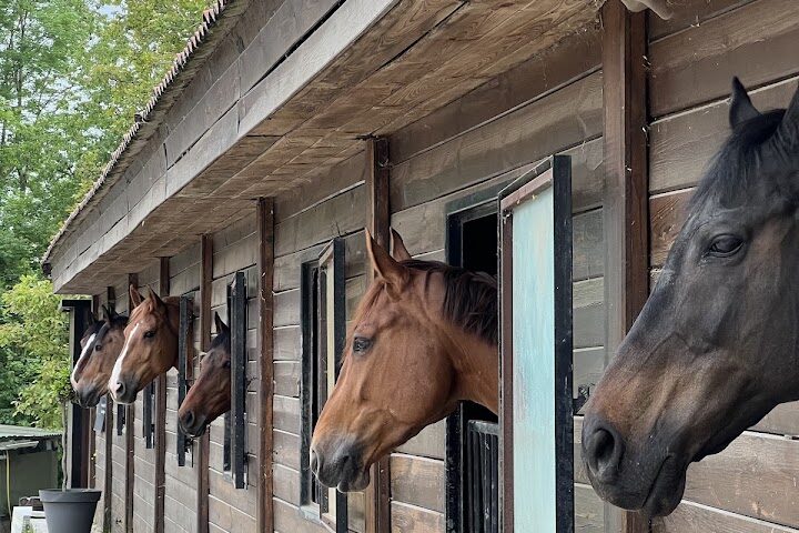 Haras des Sources