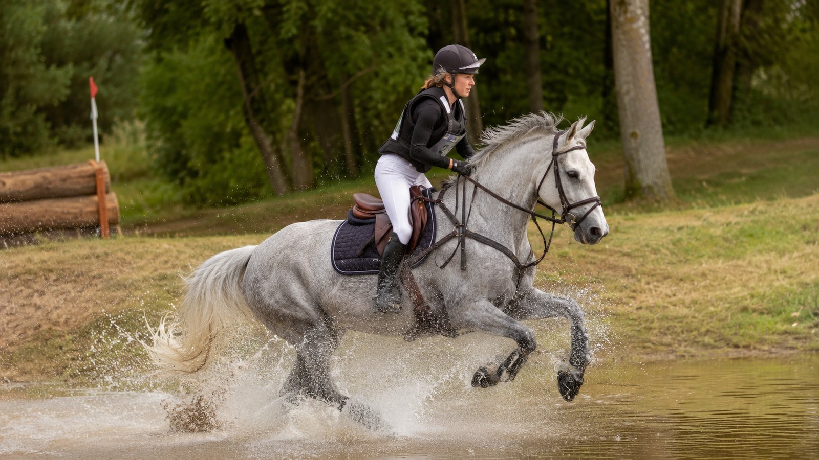 Cheval gris galopant dans un gué sur un parcours de cross