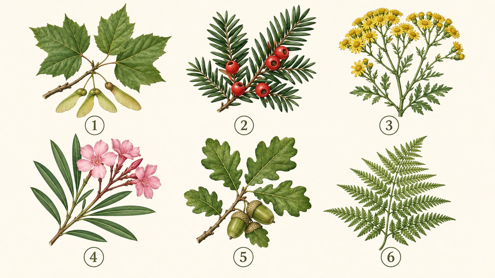 Planche muette numérotée de six plantes toxiques pour le cheval à identifier, repères 1 à 6