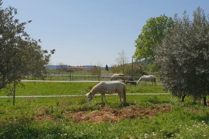 Poney Club de la Clappe