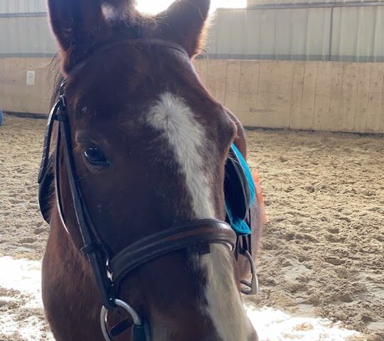 Poney Club de Richemont