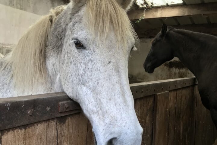 Poney Club du Moulin