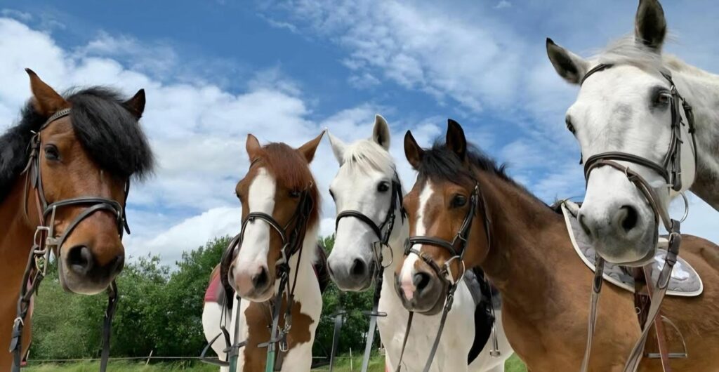 Poney Club du Vieil Orme