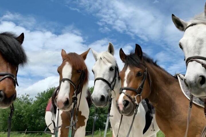 Poney Club du Vieil Orme