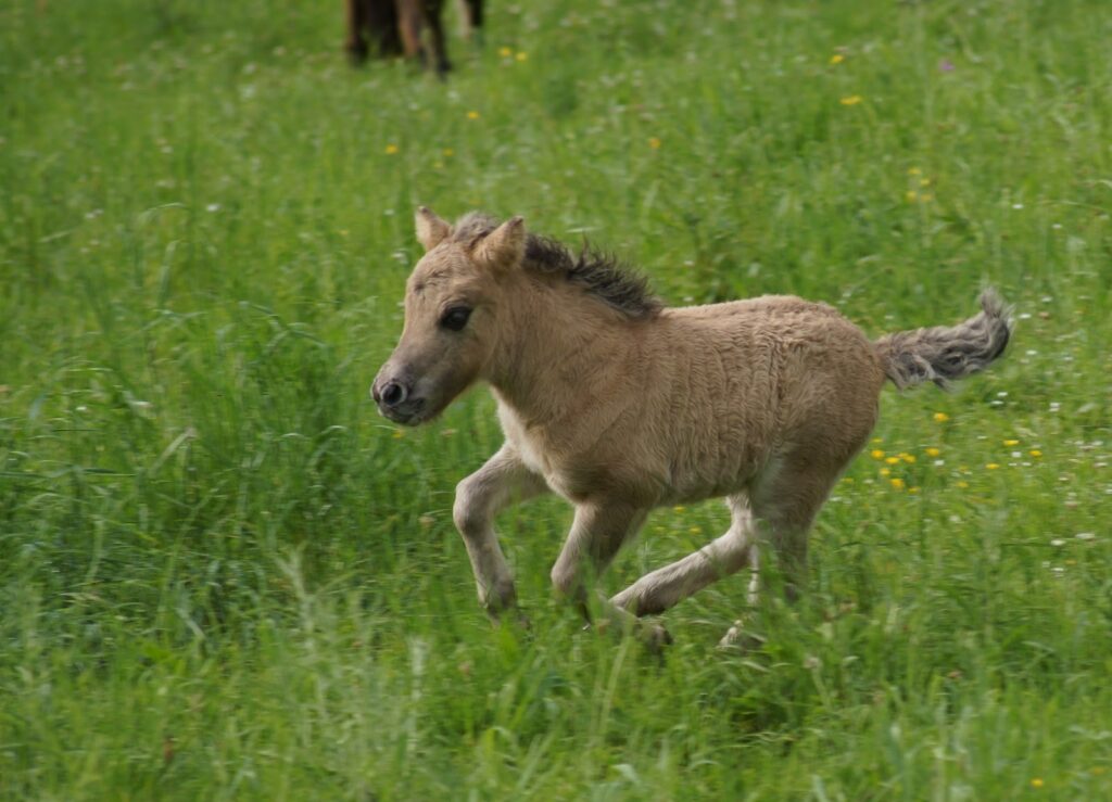 Poney Club d&rsquo;Incarville