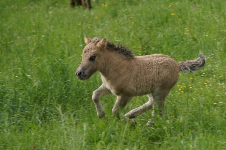 Poney Club d&rsquo;Incarville